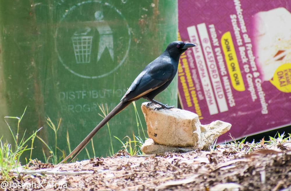 Piapiac How birds help the environment - Green Views Residential Project