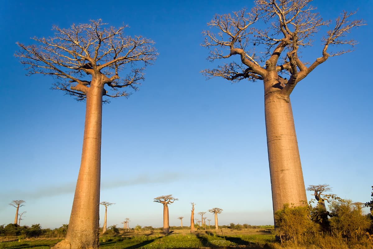 How the Baobab Tree Sustains Life in Northern Ghana - Green Views ...
