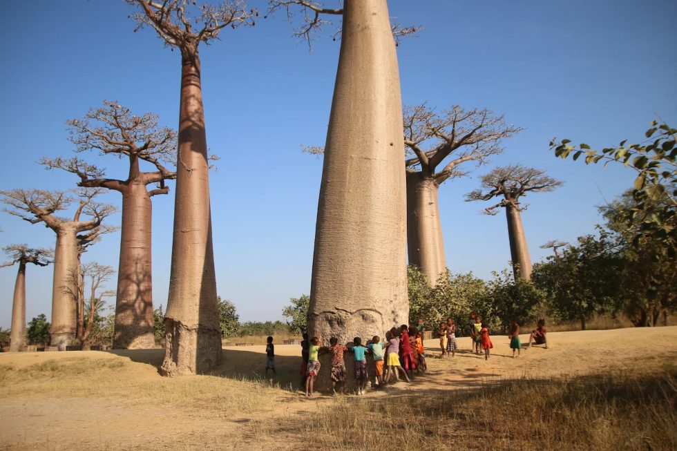 How the Baobab Tree Sustains Life in Northern Ghana - Green Views ...